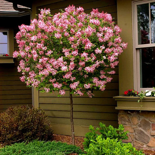 Lilac - Tinkerbelle® Pink Tree Form