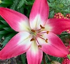 Lily Looks™ Tiny Diamond Lily