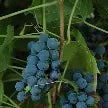 Grape - Valiant
