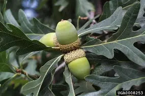 Oak - White
