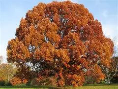 Oak - White