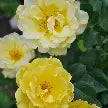 Rose - Yukon Sun™