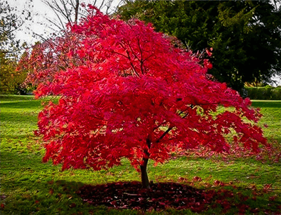 Maple - Amur Red