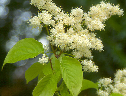 Lilac - Japanese Lilac Tree