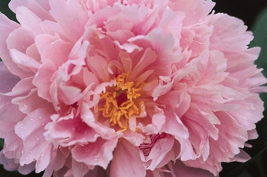 Peony - Sarah Bernhardt
