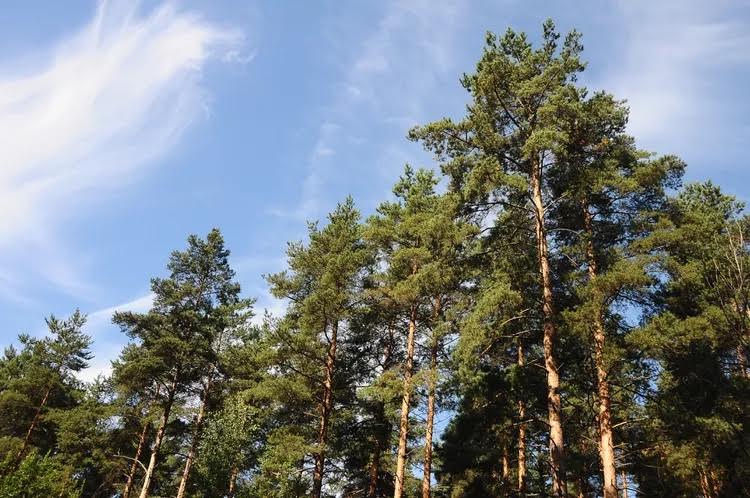 Pine - Scotch
