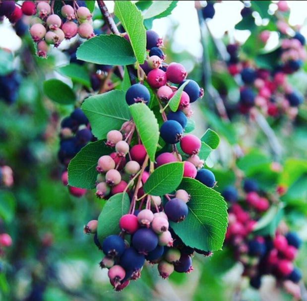 Saskatoon Berry