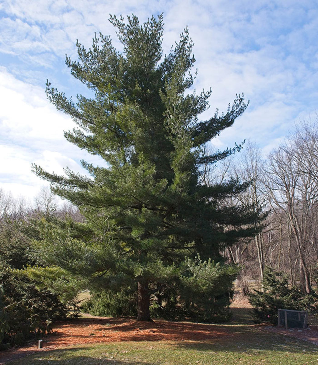 Pine - Eastern White