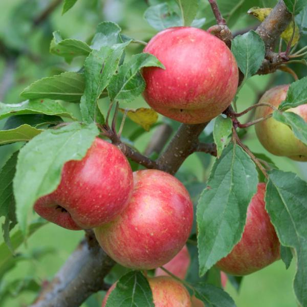 Crabapple - Chestnut