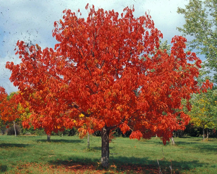 Ohio Buckeye