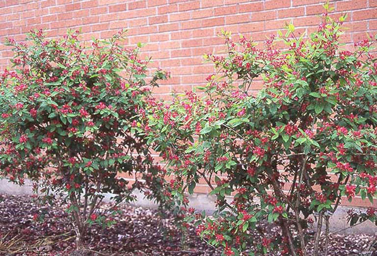 Honeysuckle Tatarian