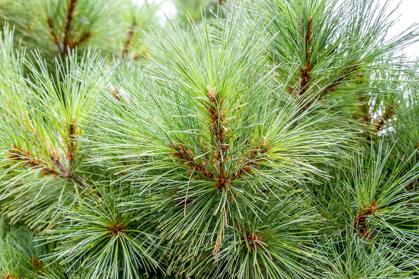 Pine - Eastern White