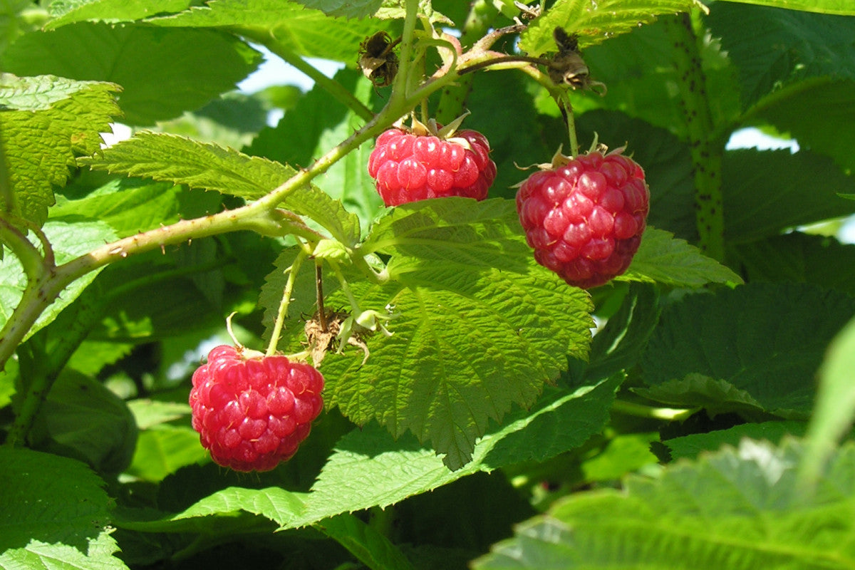 Raspberry - Killarney – Agro-Forestree Farm