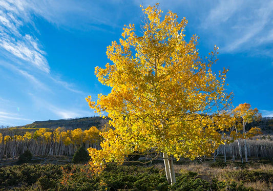 Quaking Aspen