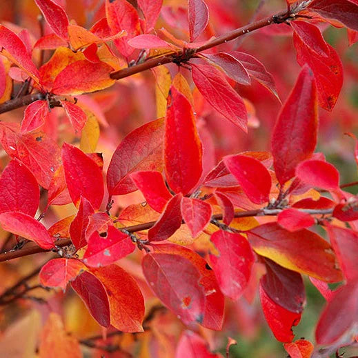 Cotoneaster Pekin