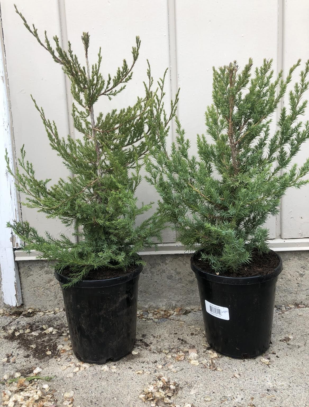 Juniper- Rocky Mountain