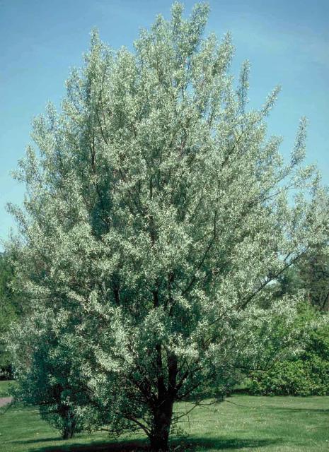 Russian Olive