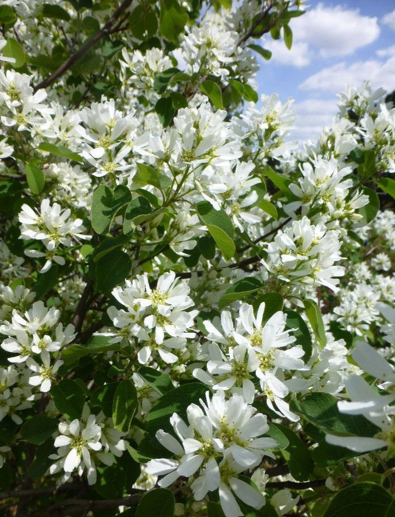 Saskatoon Berry