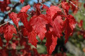 Maple - Amur Red