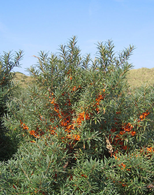 Sea berry/Sea Buckthorn