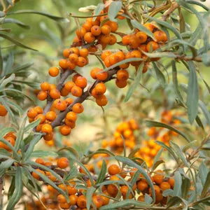 Sea berry/Sea Buckthorn