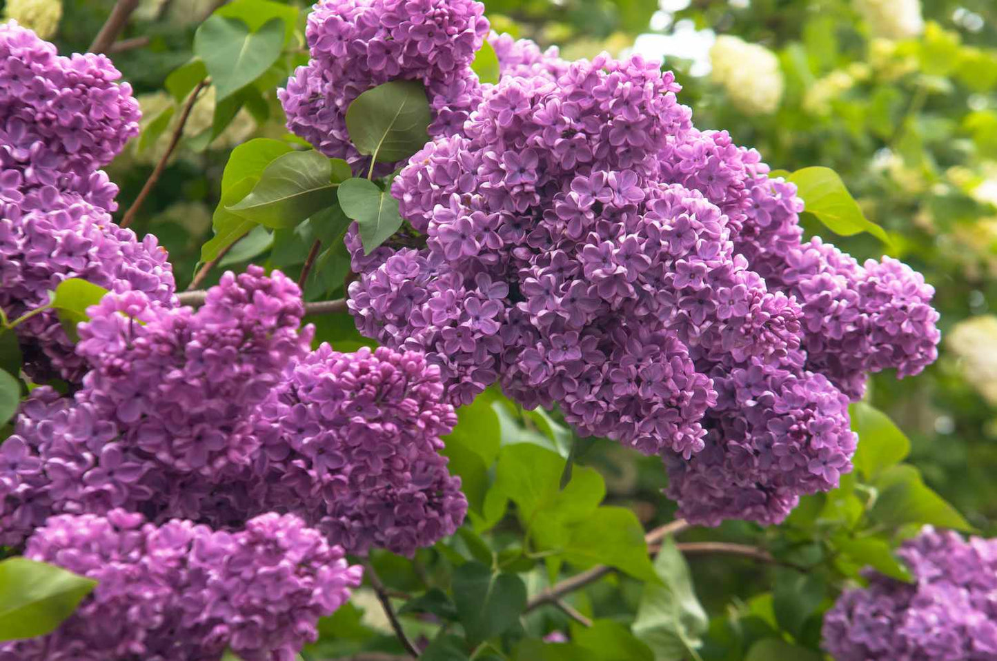 Lilac - Common