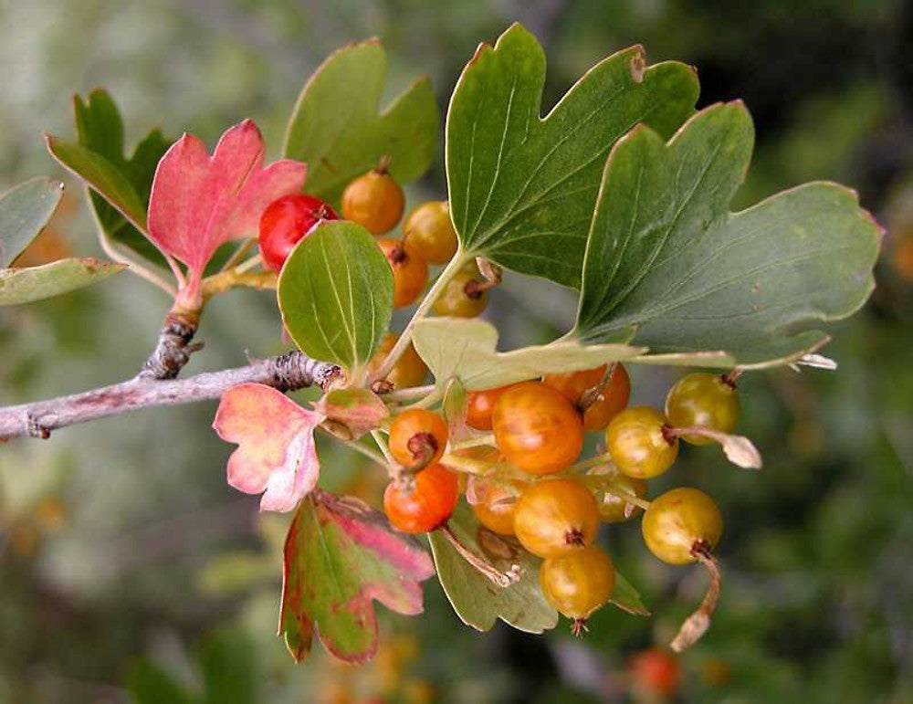 Currant - Golden