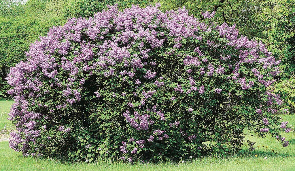Lilac - Common