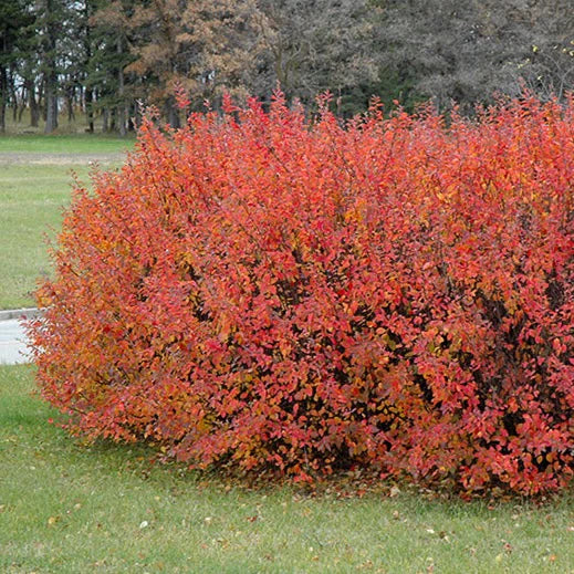 Cotoneaster Pekin
