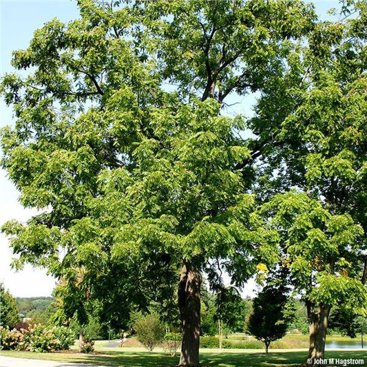 Walnut - Black