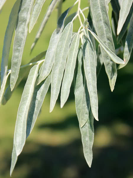 Russian Olive