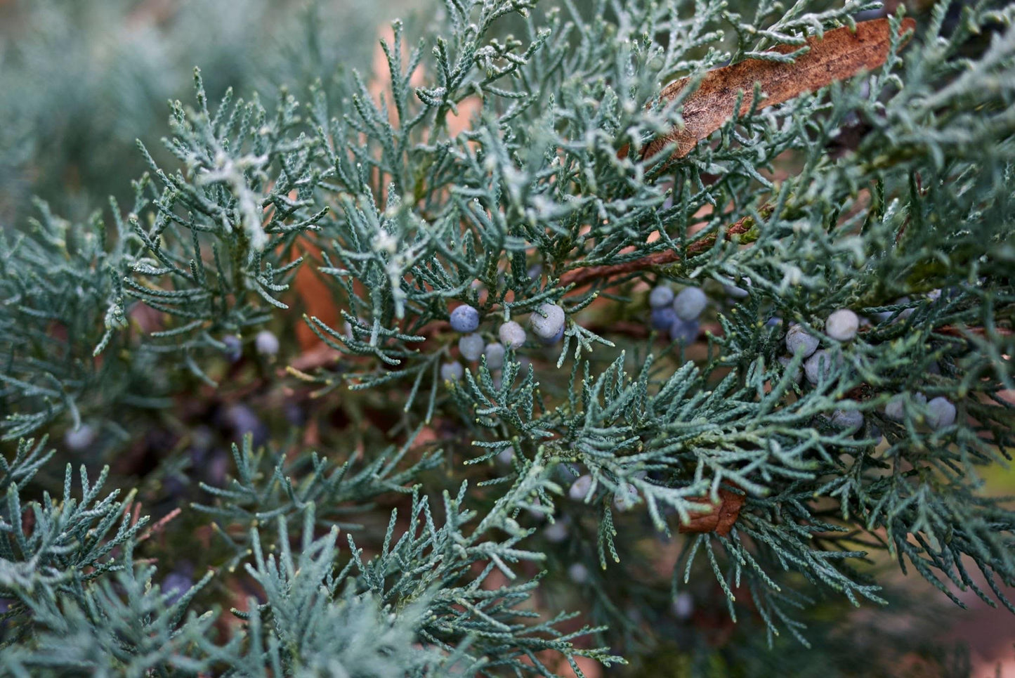 Juniper- Rocky Mountain