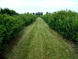 Saskatoon Berry