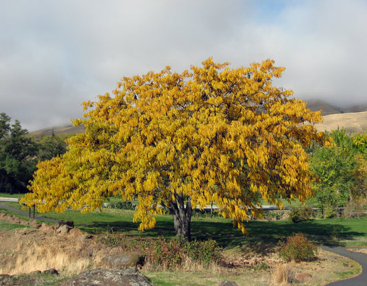 Thornless Honeylocust