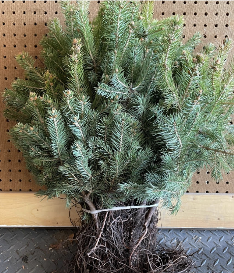 Spruce - Colorado Blue