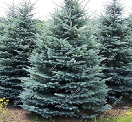 Spruce - Colorado Blue