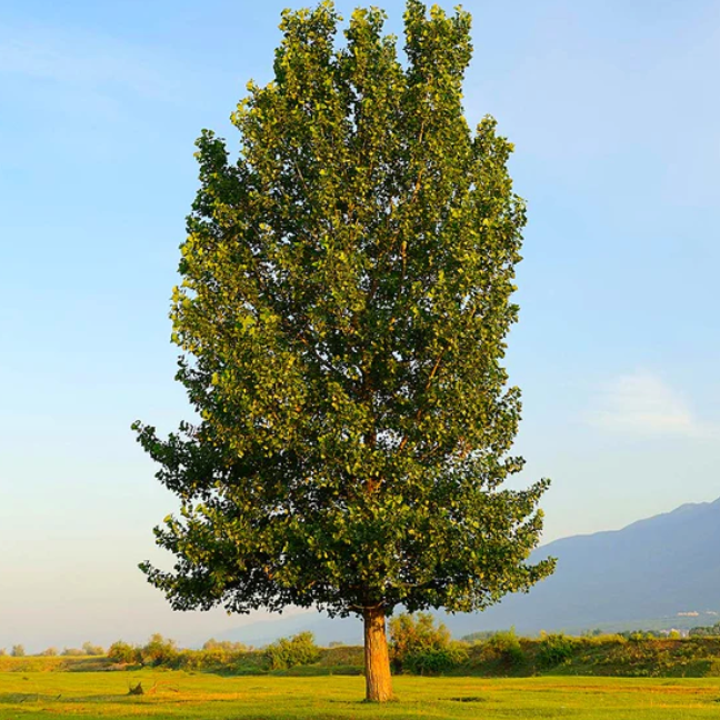 Poplar Hybrid