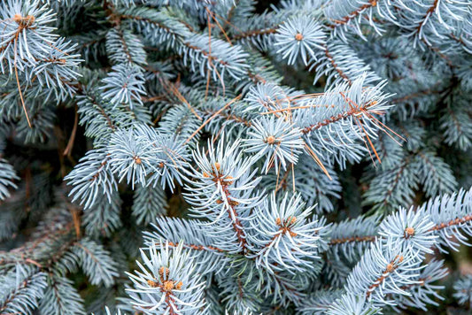 Spruce - Colorado Blue